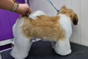 Academia de Peluqueria Canina| Escuela Ashley Pereira