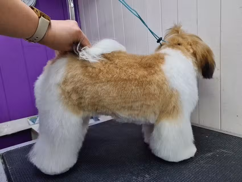 Academia de Peluqueria Canina| Escuela Ashley Pereira