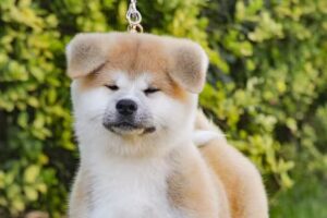 Akita inu chile Afmau Anay