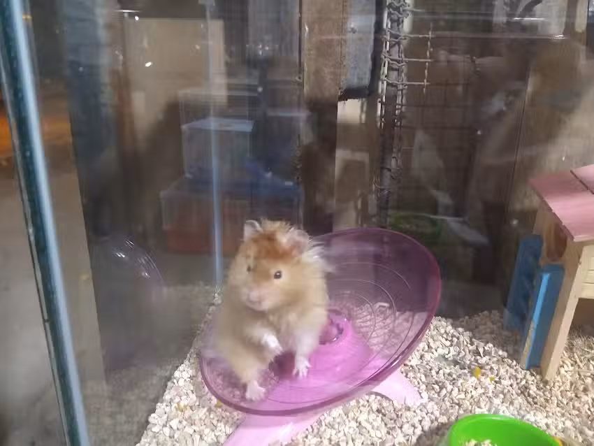 Alimento De Mascotas Y Utiles De Aseo Viviana