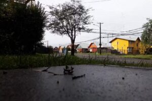 Alimentos para Mascotas El Saltamontes