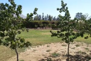 ALLEVAMENTO Vitto del Toro.