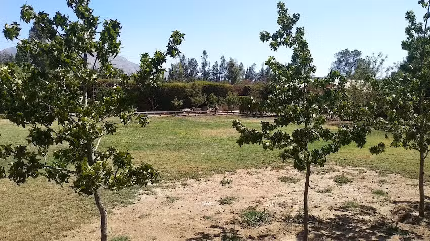 ALLEVAMENTO Vitto del Toro.