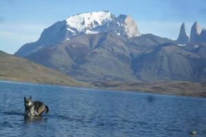 AlmaVet Punta Arenas