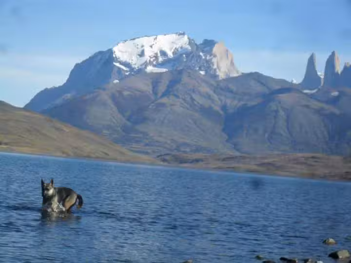 AlmaVet Punta Arenas