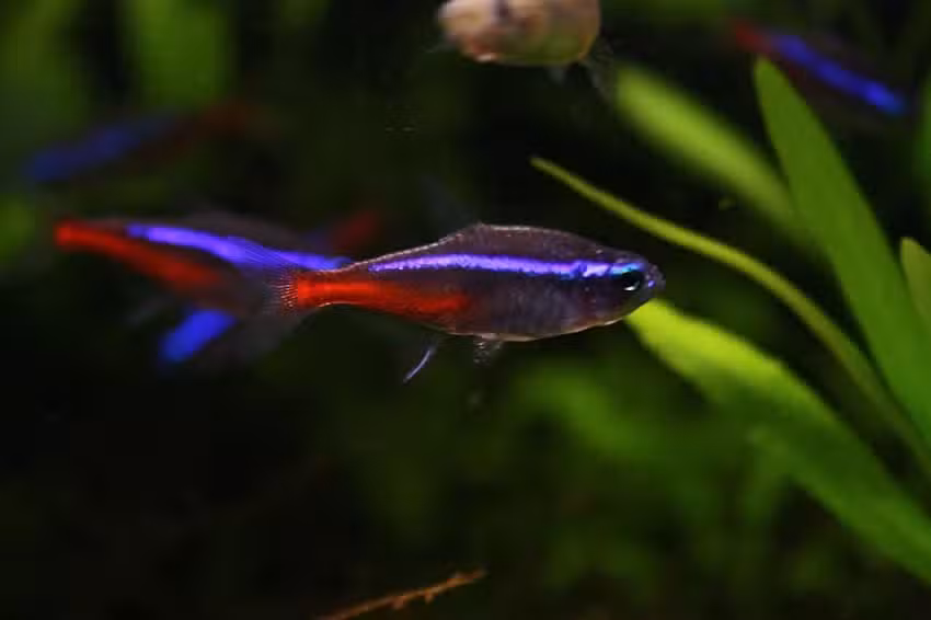 Aquazone