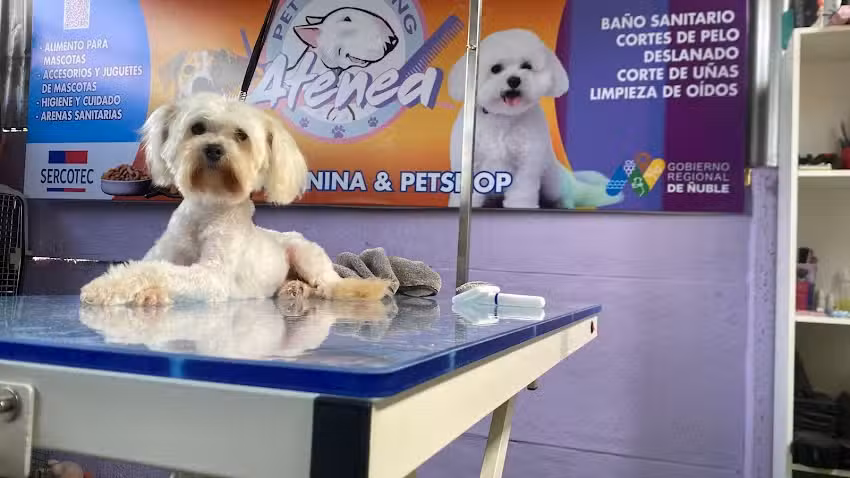 Atenea Pet Grooming Peluquer&iacute;a Canina