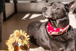 Bienestar Animal By Flores de Paz