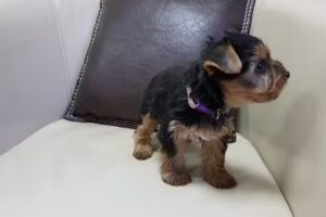 Cachorros Yorkshire y Westy