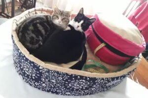 Camitas para Mascotas Temuco