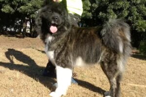 Carolina Peluqueria Canina