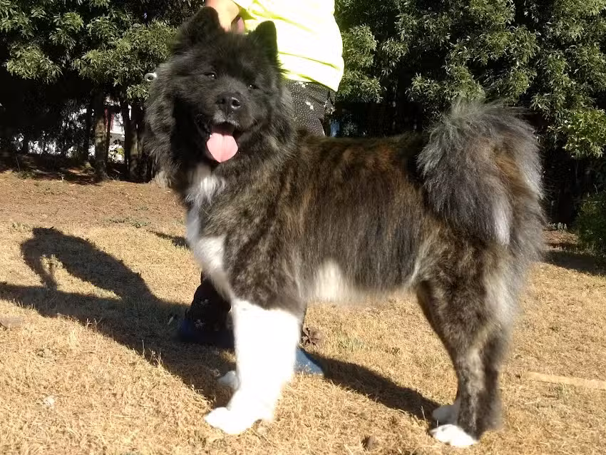 Carolina Peluqueria Canina