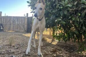 CASA PET HOTEL Y PELUQUERIA PARA MASCOTAS