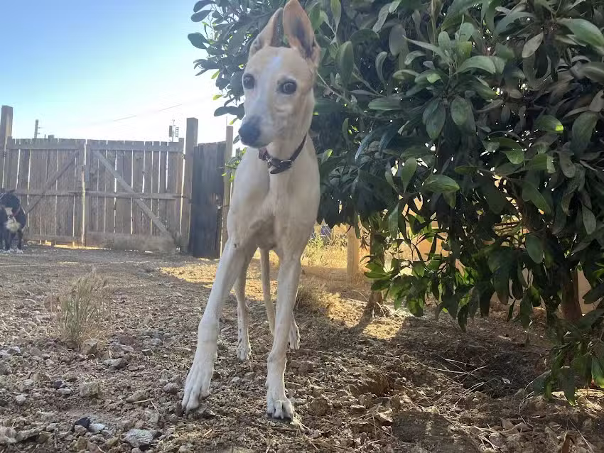 CASA PET HOTEL Y PELUQUERIA PARA MASCOTAS