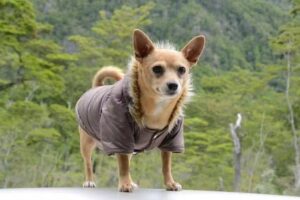 CEMENTERIO DE MASCOTAS LULU