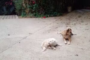 Centro de atenci&oacute;n veterinaria primaria