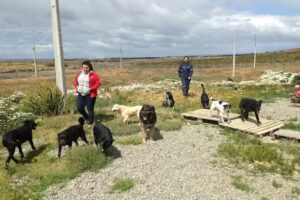 Centro de Rescate Canino Municipal