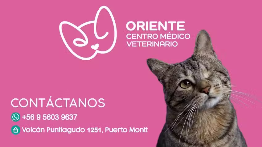 Centro M&eacute;dico Veterinario Oriente