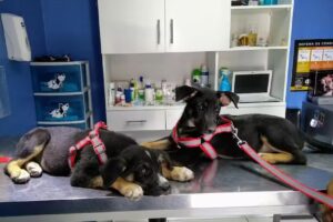 Centro Médico Veterinario Pets