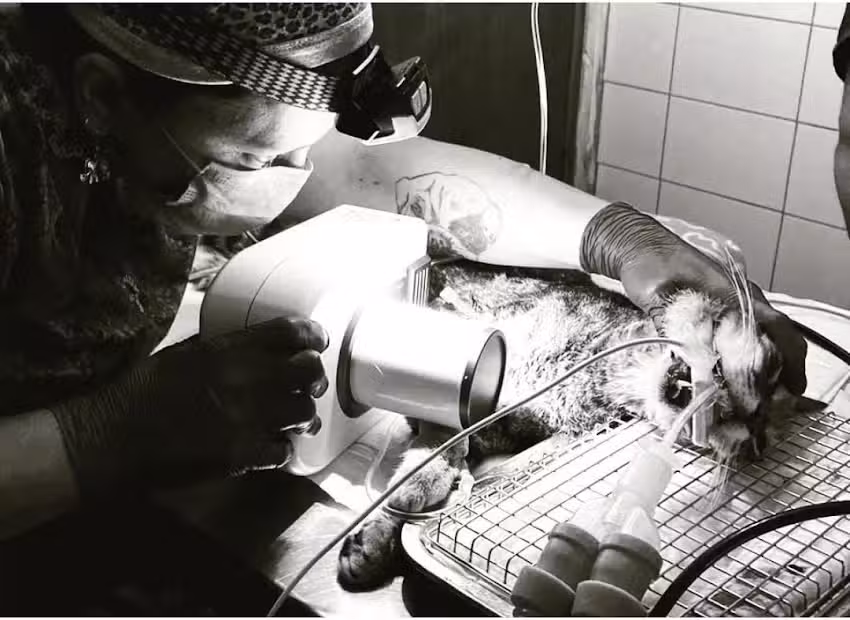 Centro odontol&oacute;gico veterinario odovet