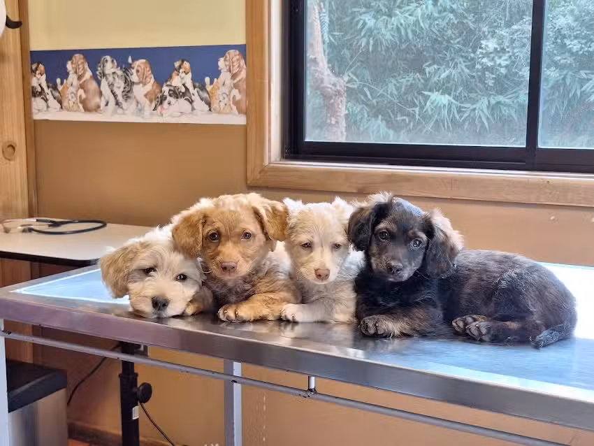 Centro Veterinario Casablanca, Dra. Helen Prain