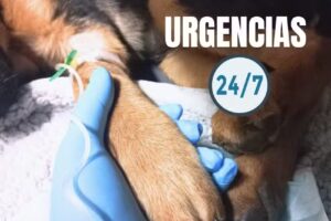 CENTRO VETERINARIO CIRUVET