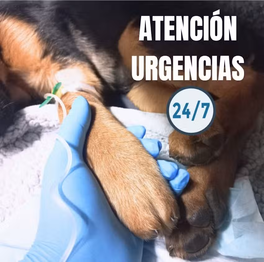 CENTRO VETERINARIO CIRUVET