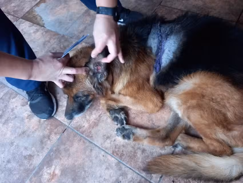 Centro Veterinario Cordovet