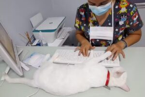 Centro Veterinario de Mascotas