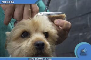 Centro Veterinario Los Valles