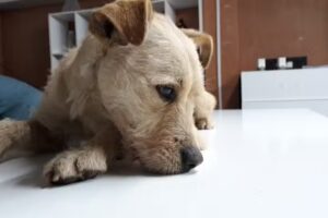 Centro Veterinario Municipal Canino y Felino De Talca