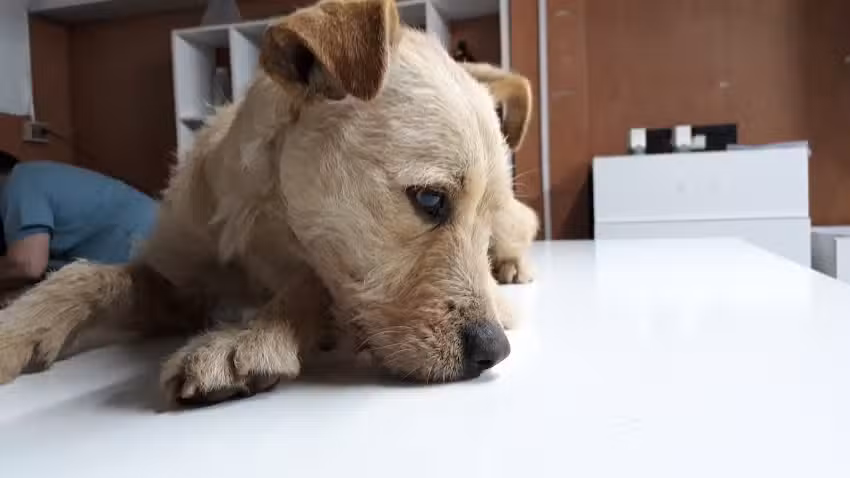 Centro Veterinario Municipal Canino y Felino De Talca