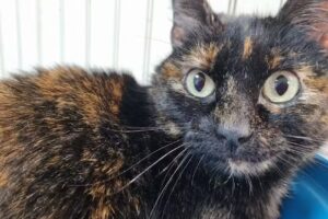 Centro Veterinario PiukeVet