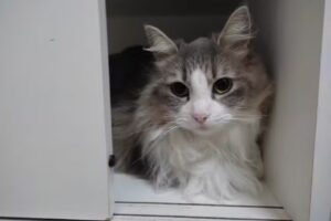 Centro Veterinario San Ferm&iacute;n