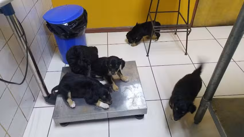 Centro Veterinario Tabancura