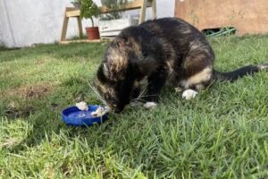 Clínica Fundación Bienestar Animal Chile