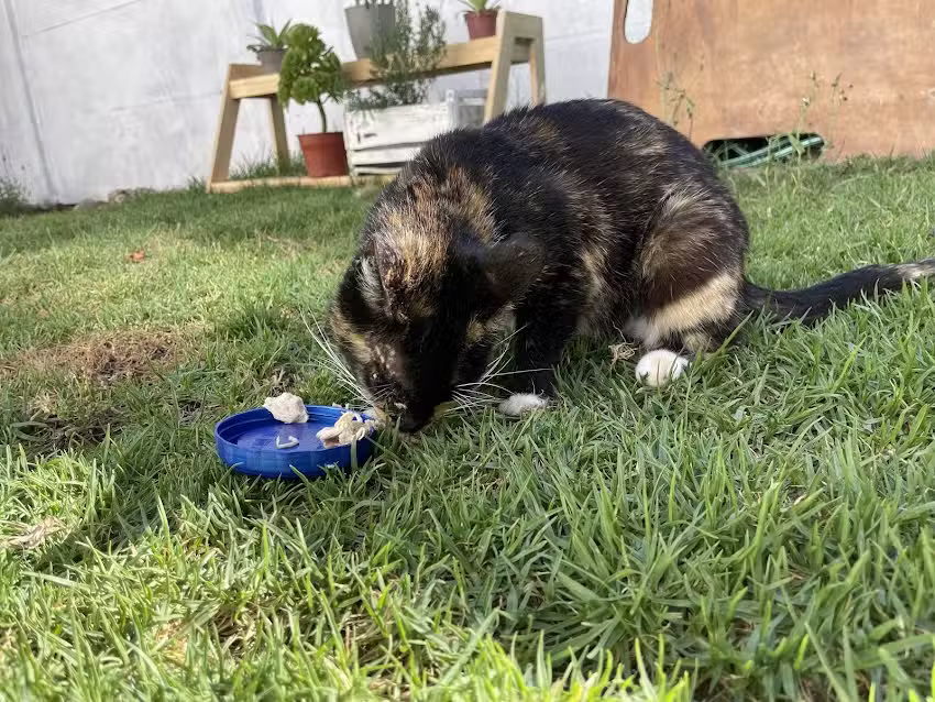 Cl&iacute;nica Fundaci&oacute;n Bienestar Animal Chile