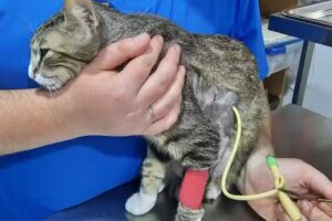 Clinica Horta &ndash; Veterinaria