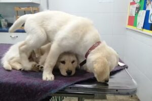 Clinica Vet. Sta. Ana