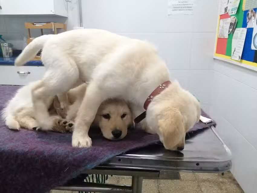 Clinica Vet. Sta. Ana