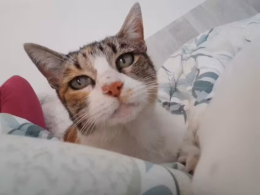 Clinica Veterinaria Alameda Poniente