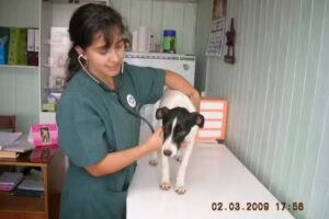 Cl&iacute;nica Veterinaria Amigo Animal