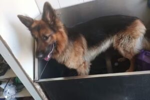 Cl&iacute;nica Veterinaria Animal Care