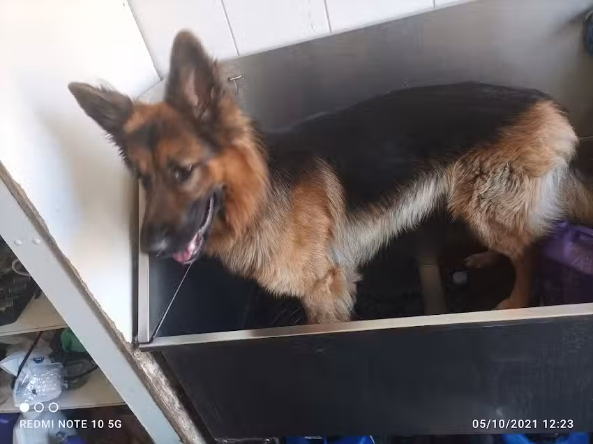 Cl&iacute;nica Veterinaria Animal Care