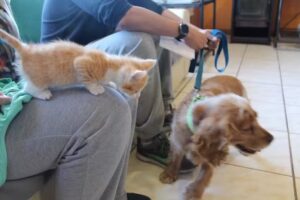 CLINICA VETERINARIA ANTIHUAL