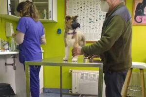 Cl&iacute;nica Veterinaria Arca del Puerto