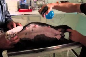 Cl&iacute;nica Veterinaria Areta