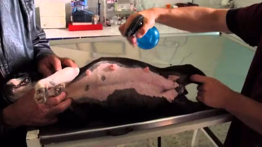 Cl&iacute;nica Veterinaria Areta