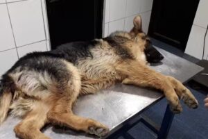 Clinica Veterinaria Avenida Argentina