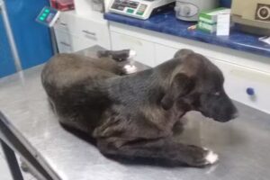 Cl&iacute;nica Veterinaria Baquedano